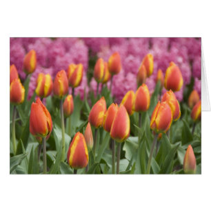 Netherlands (aka Holland), Lisse. Keukenhof