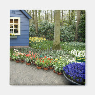 Netherlands aka Holland), Lisse. Keukenhof 11 Magnet