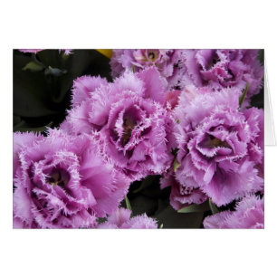 Netherlands (aka Holland), Lisse. Keukenhof 2