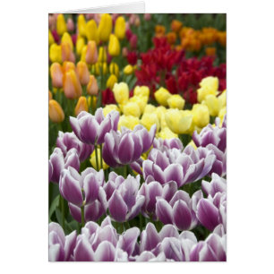 Netherlands aka Holland), Lisse. Keukenhof 3