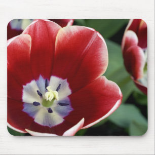 Netherlands (aka Holland), Lisse. Keukenhof 3 Mouse Pad