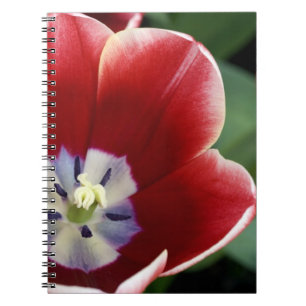 Netherlands (aka Holland), Lisse. Keukenhof 3 Spiral Notebook