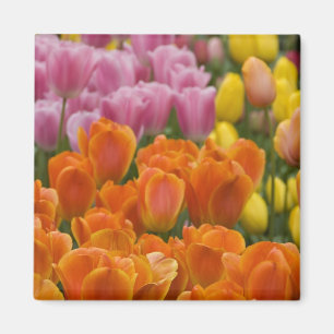 Netherlands aka Holland), Lisse. Keukenhof 4 Magnet