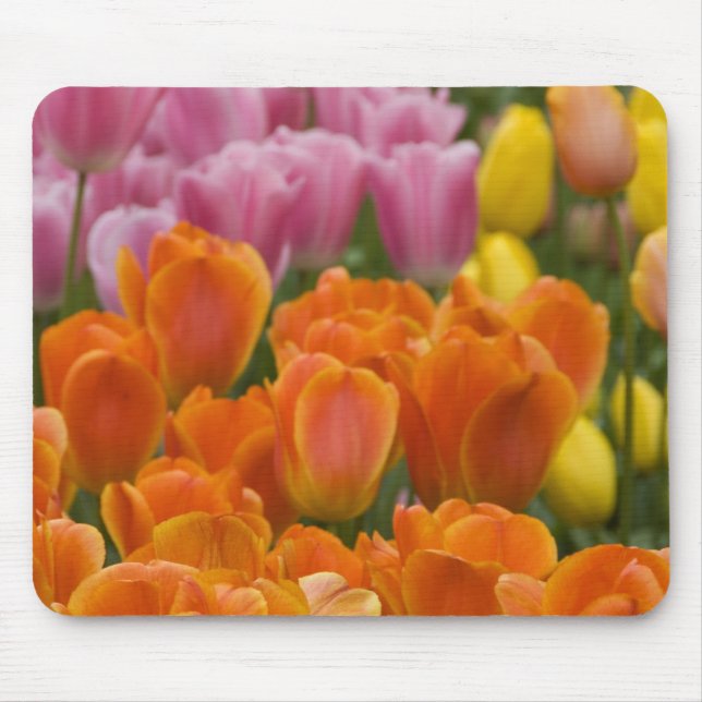 Netherlands aka Holland), Lisse. Keukenhof 4 Mouse Pad (Front)