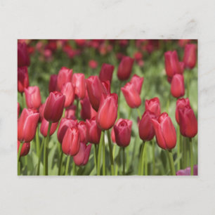 Netherlands (aka Holland), Lisse. Keukenhof 4 Postcard
