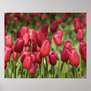 Netherlands (aka Holland), Lisse. Keukenhof 4 Poster