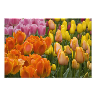 Netherlands aka Holland), Lisse. Keukenhof 5 Photo Print