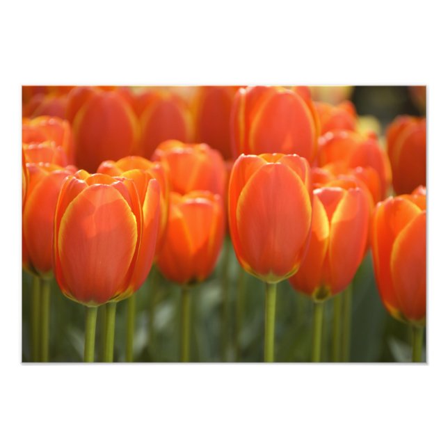 Netherlands aka Holland), Lisse. Keukenhof 7 Photo Print (Front)