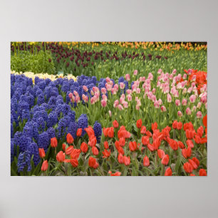 Netherlands aka Holland), Lisse. Keukenhof 8 Poster