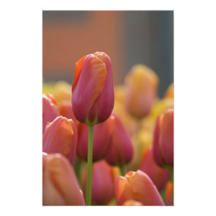 Netherlands aka Holland), Lisse. Keukenhof Photo Print