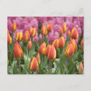 Netherlands (aka Holland), Lisse. Keukenhof Postcard