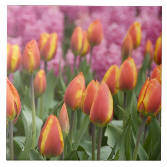 Netherlands (aka Holland), Lisse. Keukenhof Tile (Front)