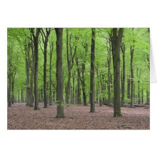 Netherlands Forest