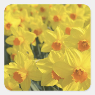 Netherlands, Holland, Lisse, Keukenhof Gardens, Square Sticker