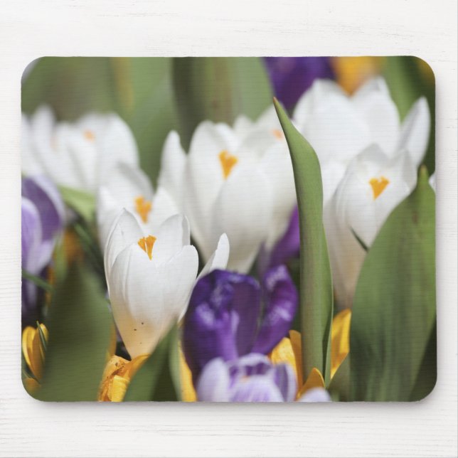 Netherlands, Keukenhoff Gardens, Tulips. Mouse Pad (Front)