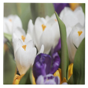 Netherlands, Keukenhoff Gardens, Tulips. Tile