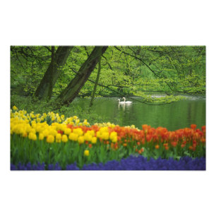 Netherlands, Lisse. White swans on pond amid Photo Print