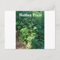 Nettles Plant