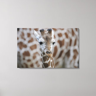 Netzgiraffe, Giraffa camelopardalis reticulata, Canvas Print