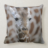 Netzgiraffe, Giraffa camelopardalis reticulata
