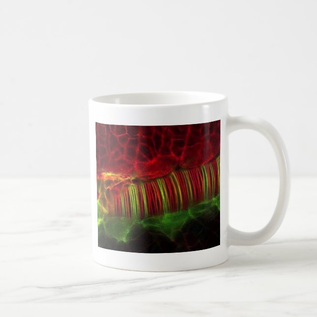 Neural tube coffee mug (Right)