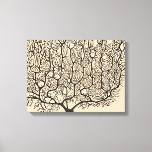 Neuron Drawing By Santiago Ramón Y Cajal Canvas Print