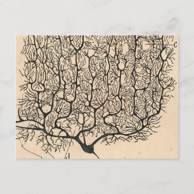 Neuron Drawing By Santiago Ramón Y Cajal Postcard (Front)