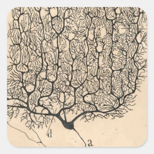 Neuron Drawing By Santiago Ramón Y Cajal Square Sticker
