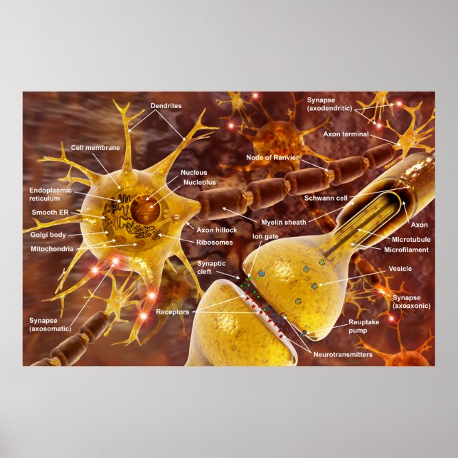 Neuron Poster (Front)