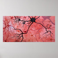 Neurons canvass