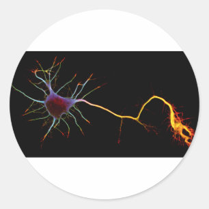 Neuroscience, neuron , science classic round sticker