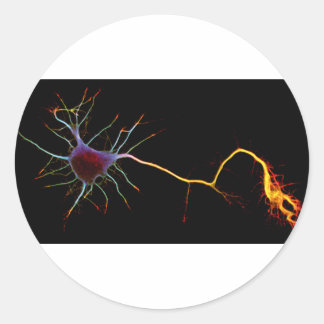 Neuroscience, neuron , science classic round sticker