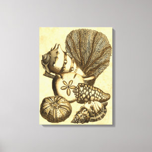 Neutral Shells and Coral Collection Canvas Print