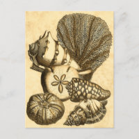 Neutral Shells and Coral Collection