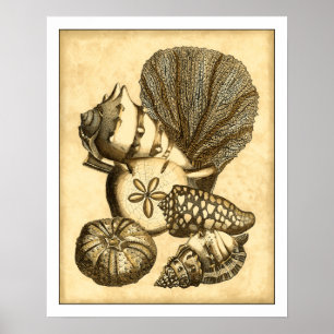 Neutral Shells and Coral Collection Poster