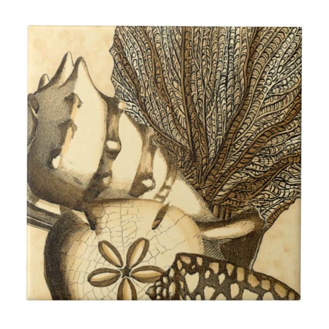 Neutral Shells and Coral Collection Tile (Front)