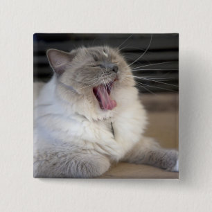 Neva Masquerade cat yawning 15 Cm Square Badge