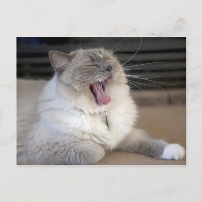 Neva Masquerade cat yawning Postcard (Front)
