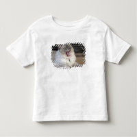 Neva Masquerade cat yawning
