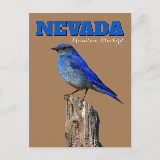 Nevada Bluebird Vertical Postcard (Front)