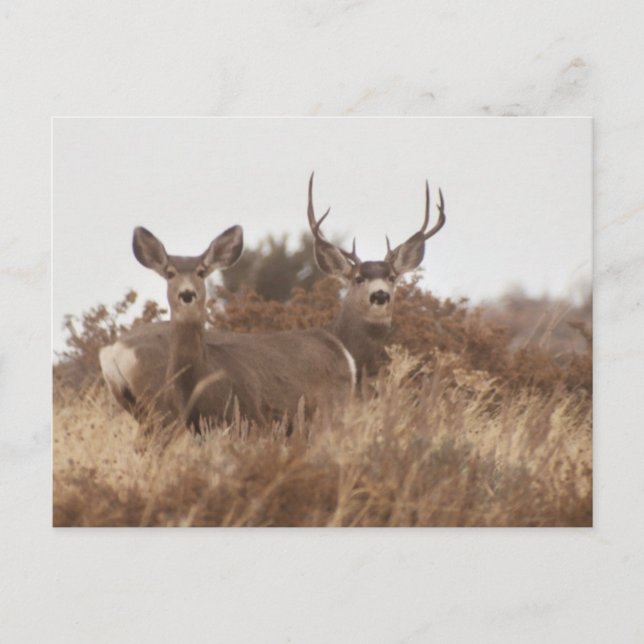 NEVADA MULE DEER POSTCARD (Front)