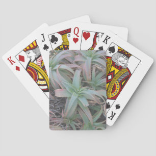 Nevada succulents playing cards
