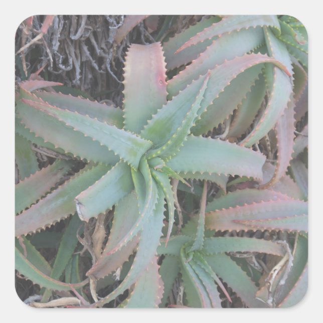 Nevada succulents square sticker (Front)