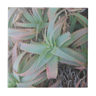 Nevada succulents          tile