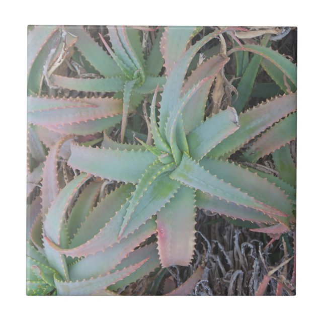 Nevada succulents          tile (Front)