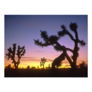 NEVADA. USA. Joshua trees Yucca brevifolia) Photo Print