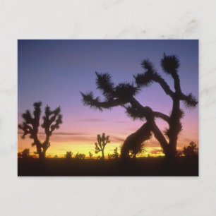 NEVADA. USA. Joshua trees Yucca brevifolia) Postcard