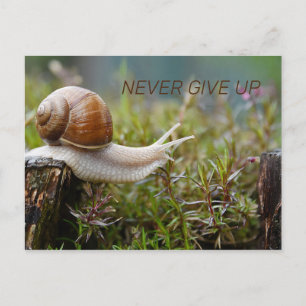 NEVER GIVE UP - snail edition Postcard
