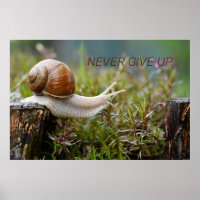 NEVER GIVE UP - snail edition