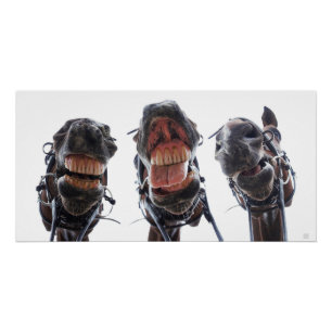 Never look a gift horse in the mouth. 3 horses lau poster